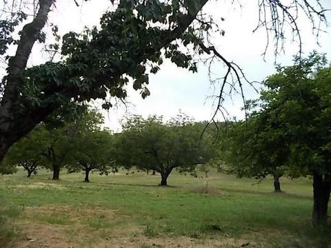 2323 Spink, West Point, CA 95255 photo 26