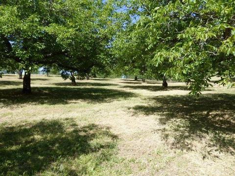 2323 Spink, West Point, CA 95255 photo 29