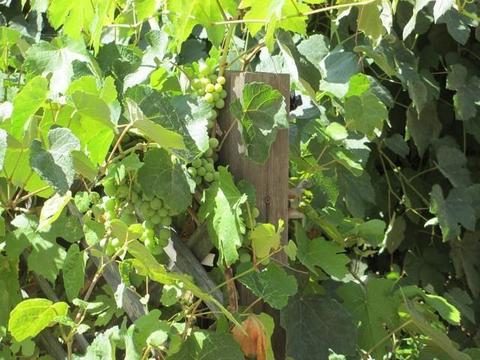 213 Bouvard St, West Point, CA 95255 photo 9