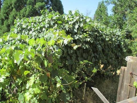 213 Bouvard St, West Point, CA 95255 photo 8