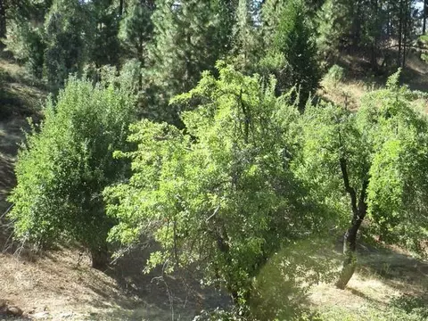 8822 Bailey Ridge Rd, West Point, CA 95255 photo 10