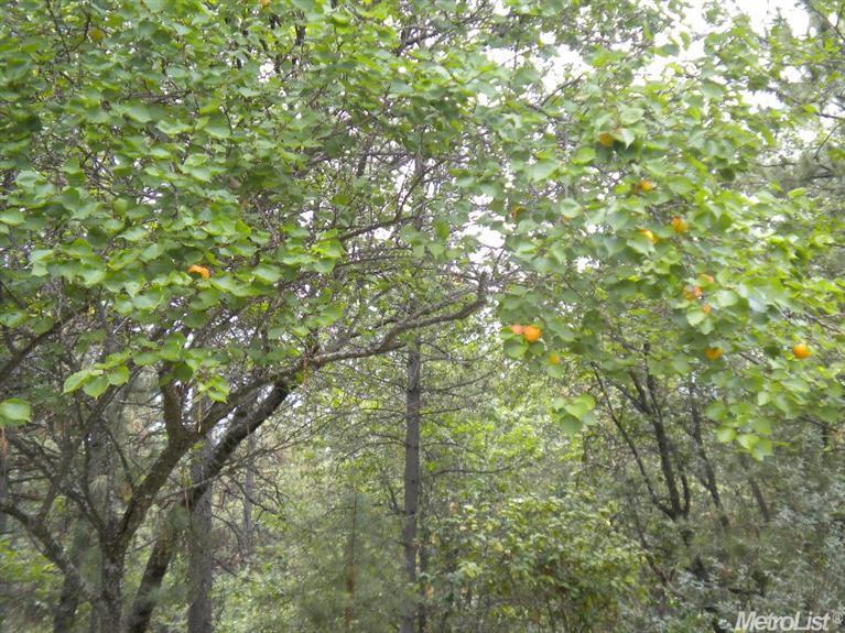 4931 Bush Tail Rd, Placerville, CA 95667 photo 16