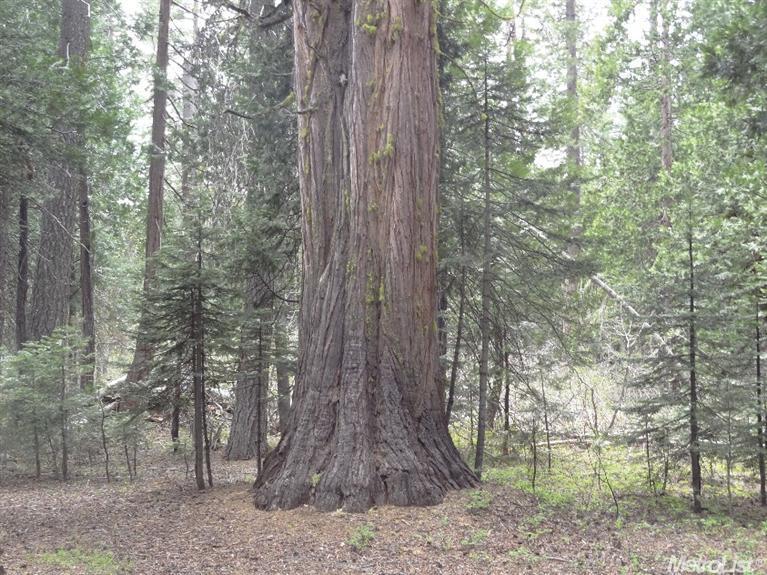 476 N Fork Pl, Emigrant Gap, CA 95715 photo 8
