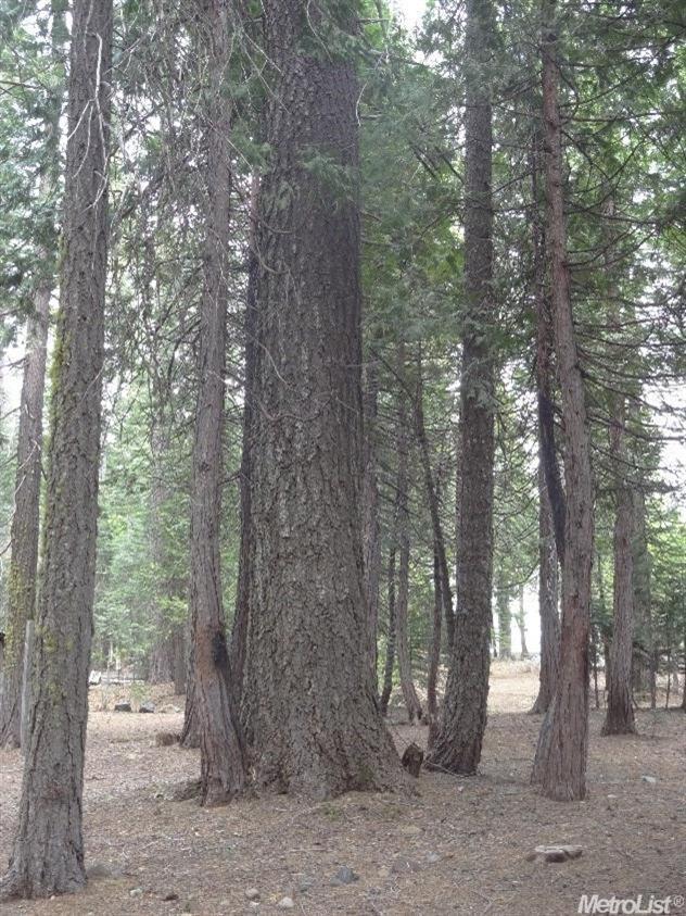 476 N Fork Pl, Emigrant Gap, CA 95715 photo 20