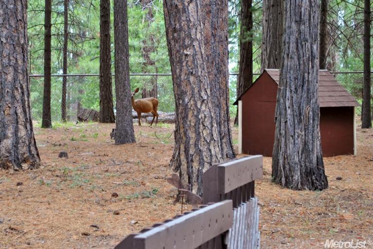 25370 Shake Ridge Rd, Volcano, CA 95689 photo 24