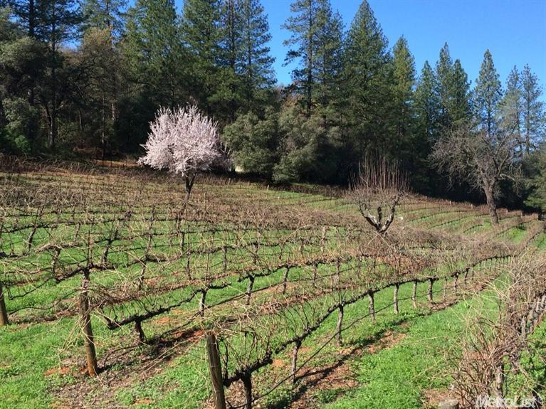 811 Sheep Ranch Rd, Murphys, CA 95247 photo 4