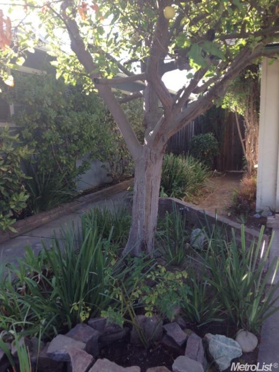 1136 Mt Vernon, Modesto, CA 95350 photo 3
