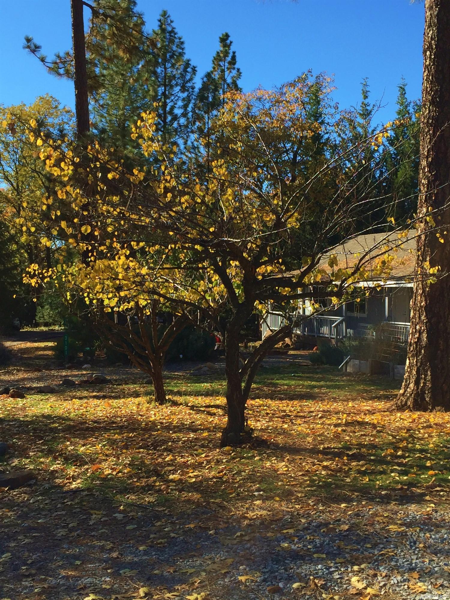 3101 E Ridgewood Dr, Placerville, CA 95667 photo 3