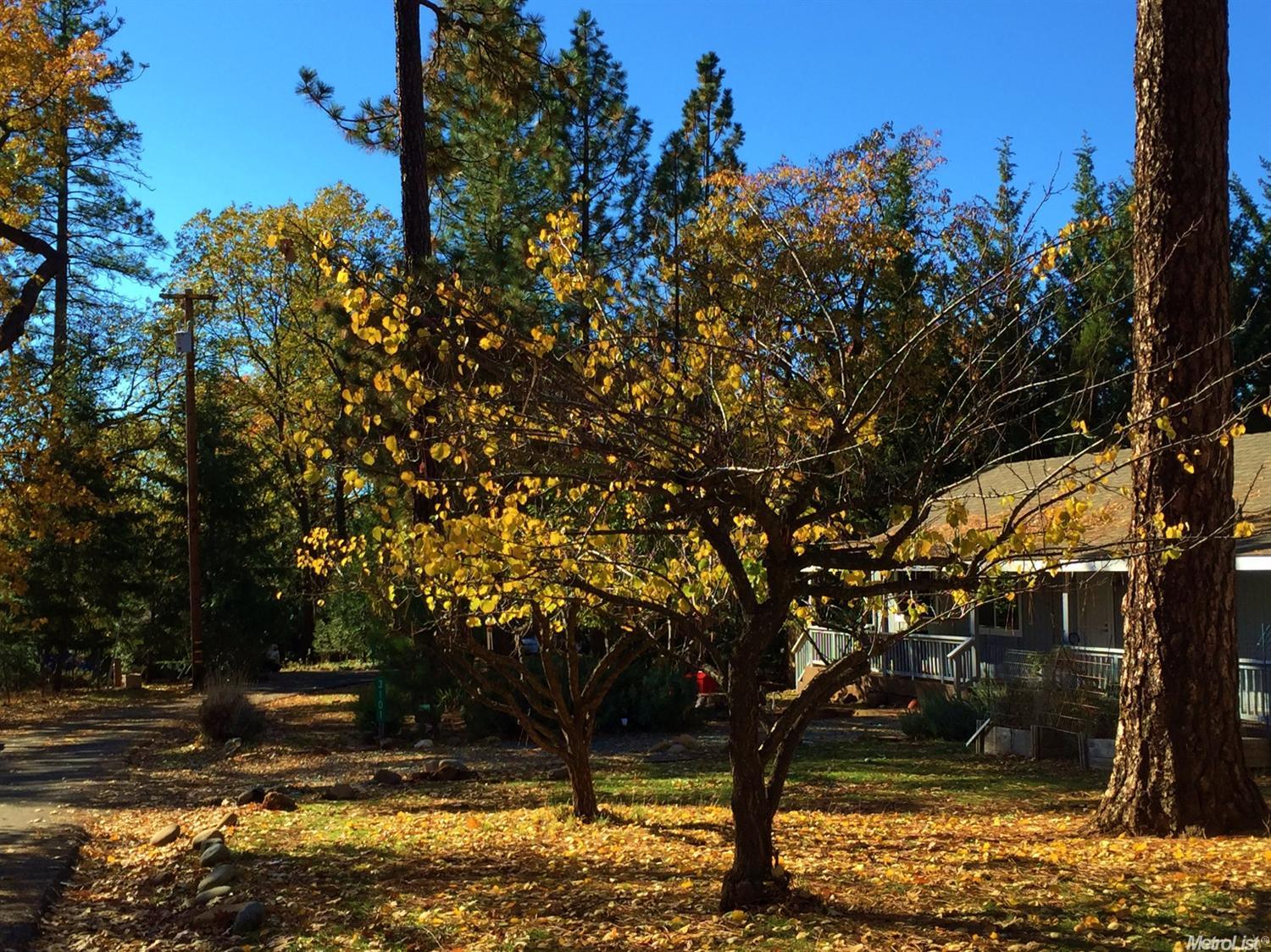 3101 E Ridgewood Dr, Placerville, CA 95667 photo 4