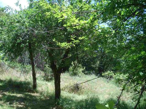 1069 Bald Mountain Rd, West Point, CA 95255 photo 17