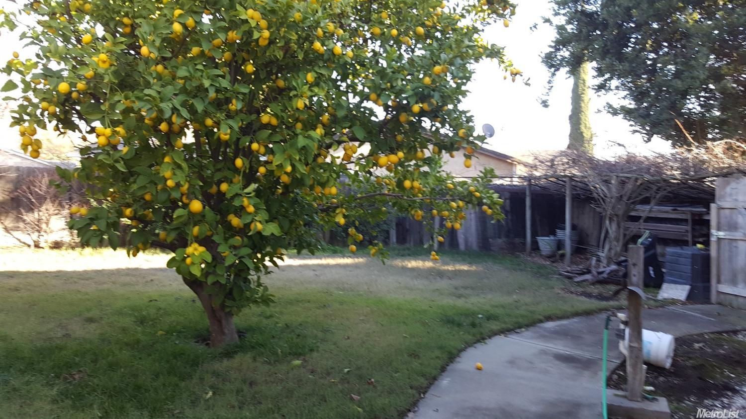 441 Cedar Ct, Lodi, CA 95240 photo 18