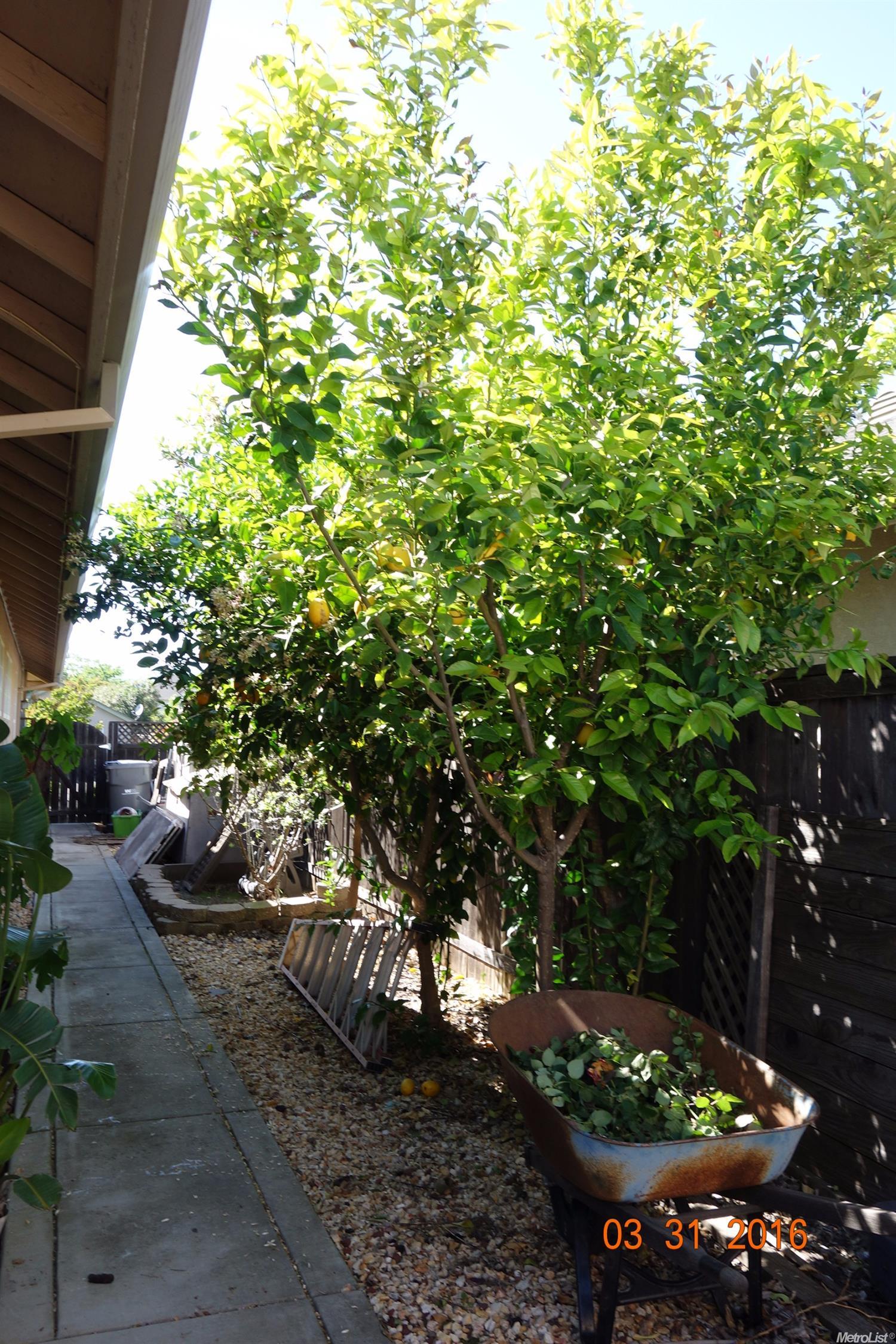 1103 Roosevelt Ave, Winters, CA 95694 photo 23