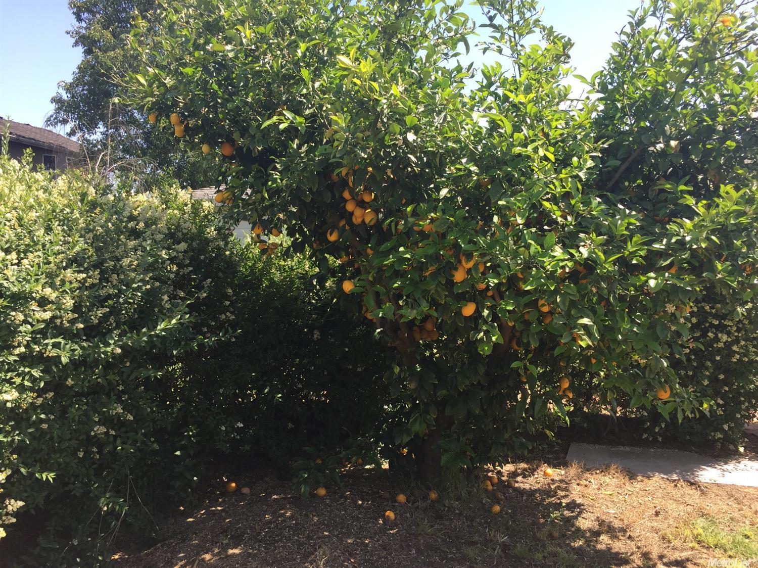 553 Springer Ln, Lodi, CA 95242 photo 25