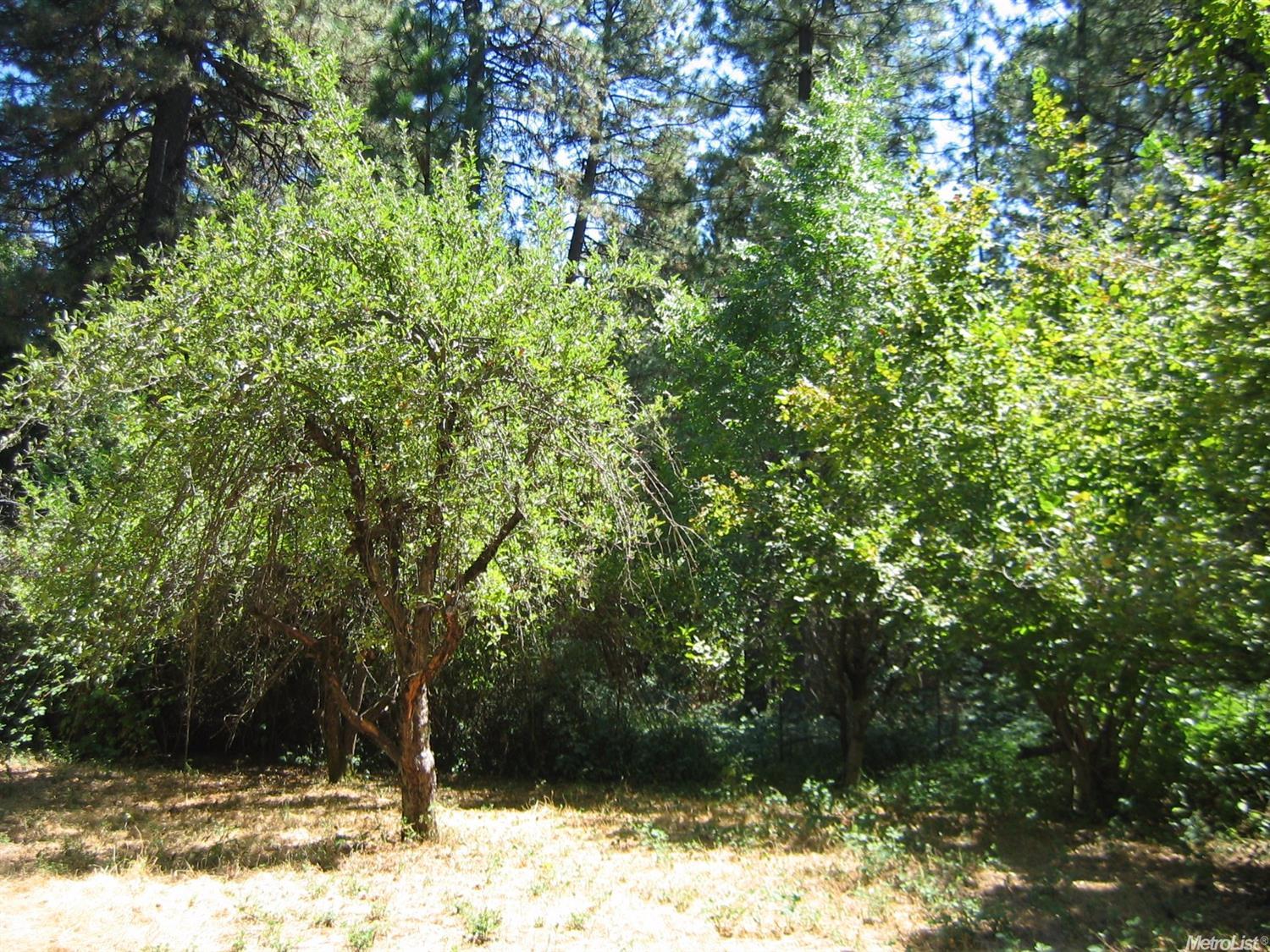 4045 Cedar Dr, Georgetown, CA 95634 photo 18