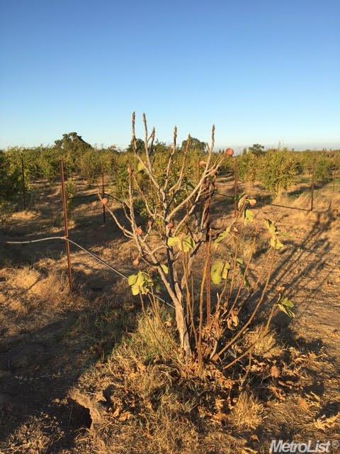 10260 E Collier Rd, Acampo, CA 95220 photo 4