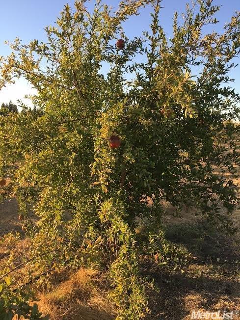 10260 E Collier Rd, Acampo, CA 95220 photo 1