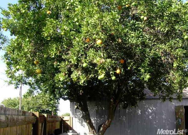 426 Forrest Ave, Lodi, CA 95240 photo 22