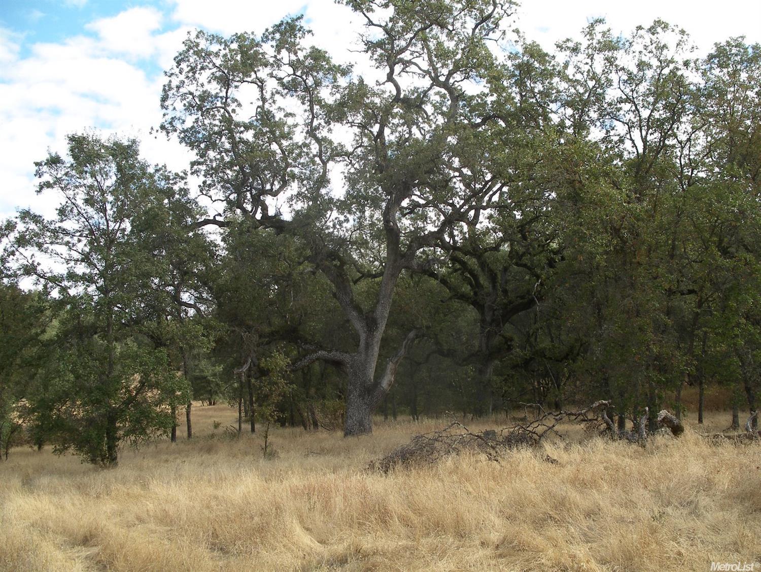 15375 Vierra Rd, Rackerby, CA 95972 photo 6