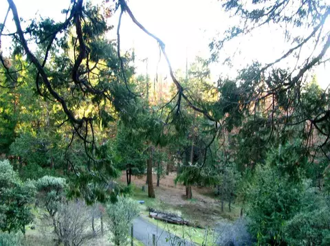 20155 Pine West Dr, Volcano, CA 95689 photo 29