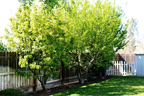 107 Pyramid Ct, Merced, CA 95341 photo 16