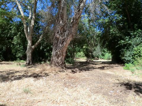 2413 Garfield Ave, Carmichael, CA 95608 photo 3