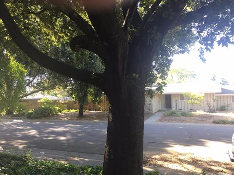 1409 W 8th St, Davis, CA 95616 photo 19