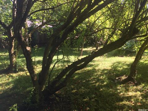 1409 W 8th St, Davis, CA 95616 photo 6