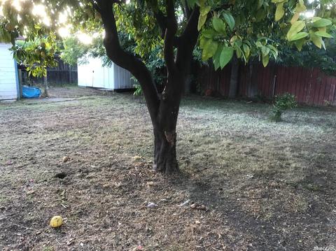 321 Forrest Ave, Lodi, CA 95240 photo 7