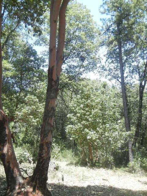 4241 Shoemaker Rd, Georgetown, CA 95634 photo 31
