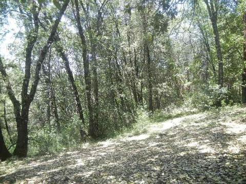 4241 Shoemaker Rd, Georgetown, CA 95634 photo 34