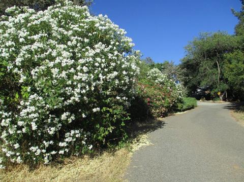 365 Shanghai Way, Placerville, CA 95667 photo 20