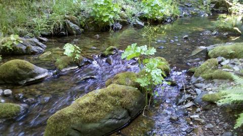 Undisclosed, Volcano, CA 95689 photo 23