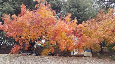 2221 Fall Trail Ct, Placerville, CA 95667 photo 9