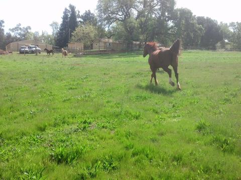 3290 Cherry Acres Rd, Cool, CA 95614 photo 30