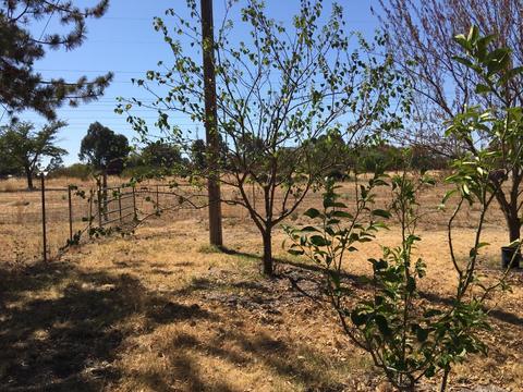10315 Base Line Rd, Elverta, CA 95626 photo 35