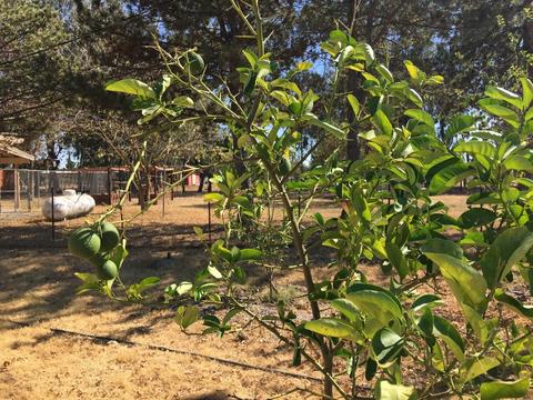 10315 Base Line Rd, Elverta, CA 95626 photo 34