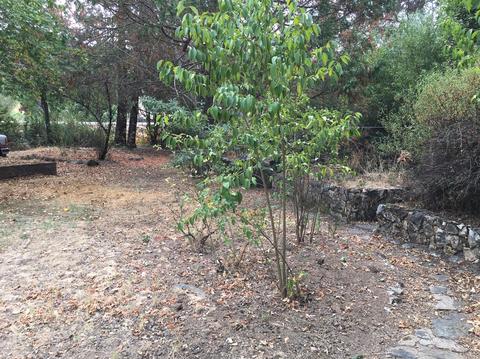 481 Gold Oak Rd, San Andreas, CA 95249 photo 16