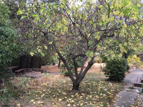 481 Gold Oak Rd, San Andreas, CA 95249 photo 15