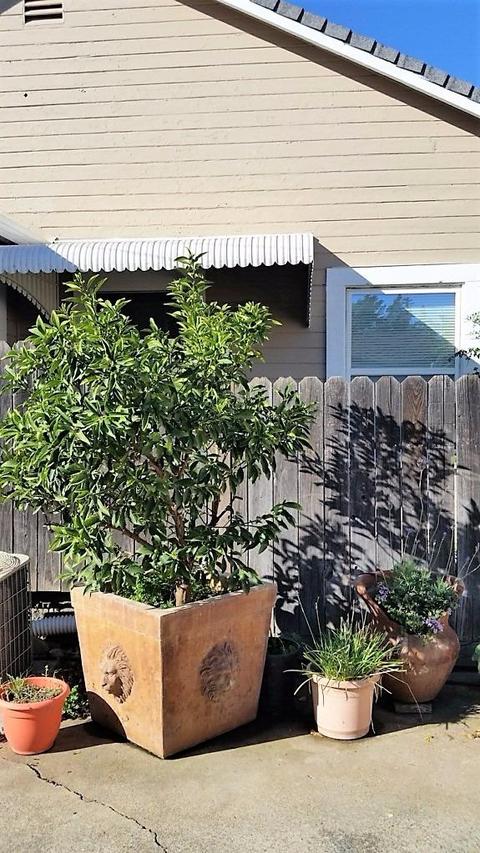 409 Eureka Ave, Lodi, CA 95240 photo 34