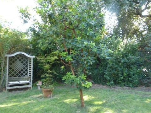 585 Laurel Ave, Gustine, CA 95322 photo 25