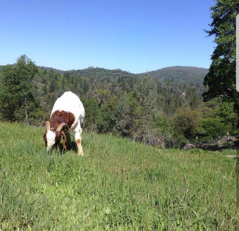 10208 Eagle Mountain Rd, Grass Valley, CA 95949 photo 2