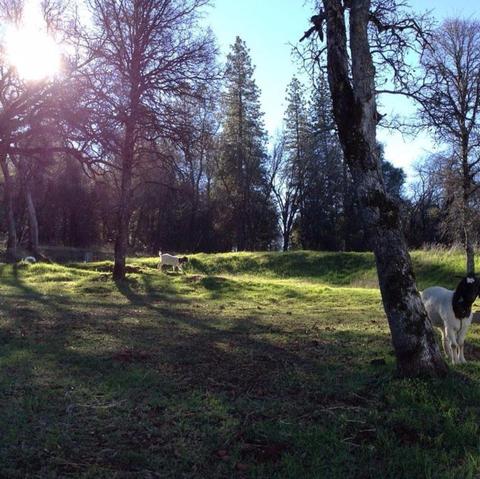 10208 Eagle Mountain Rd, Grass Valley, CA 95949 photo 3