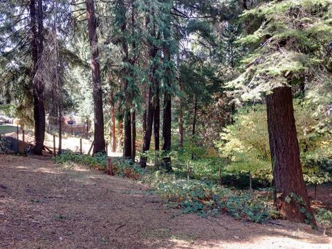 2884 Laurel Dr, Pollock Pines, CA 95726 photo 21