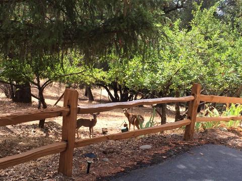 2520 Fork House Ct, Cool, CA 95614 photo 30