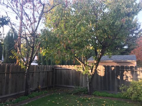 1217 Del Rey Ave, Modesto, CA 95350 photo 27