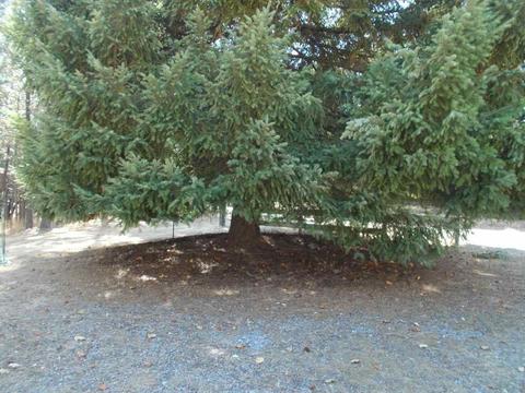 905 Deardorff, Mokelumne Hill, CA 95245 photo 17
