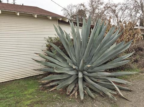 1111 Myrtle St, Turlock, CA 95380 photo 31