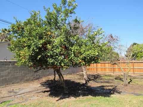 15851 Derby Ln, Lathrop, CA 95330 photo 28