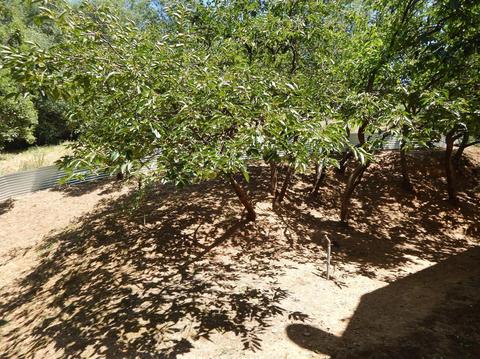 2801 Pleasant St, Placerville, CA 95667 photo 13