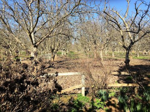 14599 Eight Mile Rd, Linden, CA 95236 photo 17